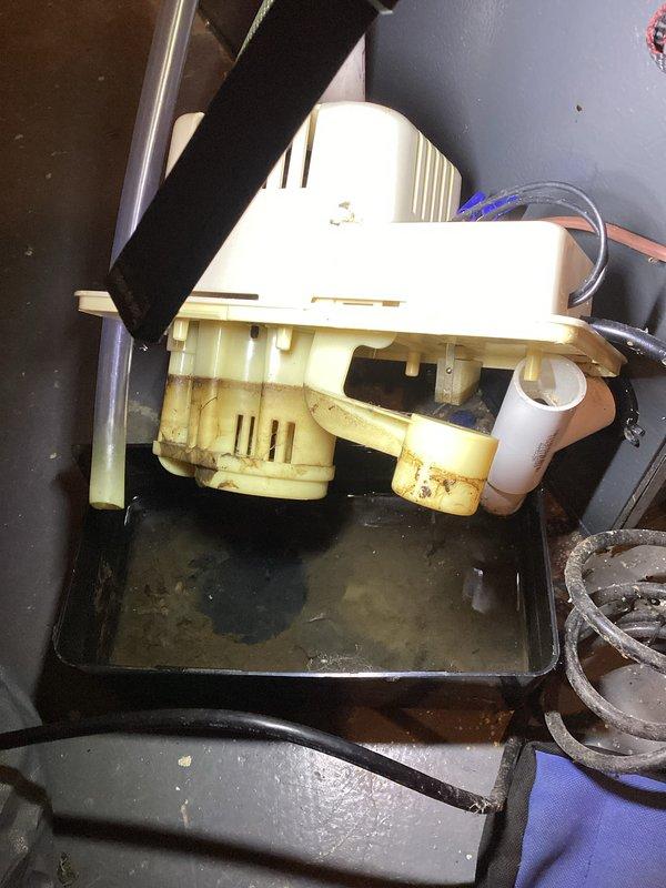 Performed annual heating tune-up on 8-year-old Energi WT furnace with warranty through 01/2028. Inspected and cleaned condensate pump which showed signs of discoloration and moisture accumulation in the collection pan, and examined electrical components including circular contacts with multiple wire connections to ensure proper operation.