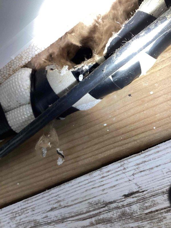 Responded to client concern regarding mini-split system operation after suspected rodent intrusion. Upon inspection of the Fujitsu unit (approximately 2 years old), discovered damaged insulation and evidence of rodent activity near the refrigerant lines. Cleaned internal components, verified proper system operation, and secured access points to prevent future pest intrusions.
