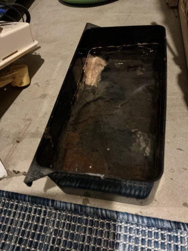 Performed annual heating maintenance on 14-year-old Amana furnace, including inspection and cleaning of burner assemblies which showed oxidation. Drained and cleaned condensate pan which contained significant debris and sediment buildup, ensuring proper drainage function.