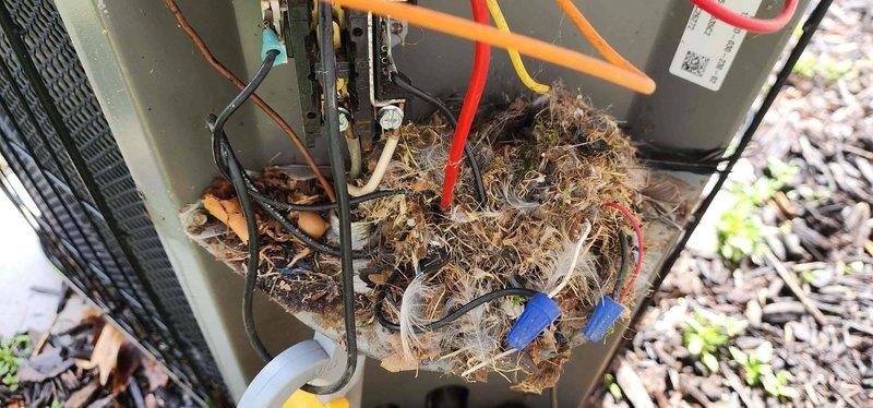 Completed annual heating and cooling maintenance on 19-year-old Lennox system with humidifier. Upon inspection of outdoor unit, discovered large bird's nest constructed inside the condenser housing with substantial accumulation of grass, twigs, sticks, and debris including acorns. Nest material was densely packed around refrigerant lines and electrical components, creating potential airflow restriction and fire hazard. Carefully removed all nesting materials from unit interior while protecting refrigerant lines and wiring. Cleaned condenser coil and interior compartment of debris. Performed standard AC tune-up procedures including refrigerant line inspection, electrical connection check, and system operational testing. Completed furnace tune-up and humidifier maintenance per annual service protocol. All systems tested and operating within normal parameters upon completion.