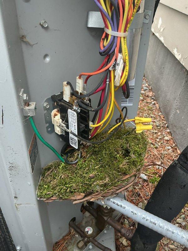 Completed annual cooling maintenance on a 6-year-old air conditioning system with active club membership covering furnace, AC, and humidifier. Performed comprehensive tune-up including inspection of indoor air handler unit and outdoor condensing unit. Cleaned electrical disconnect panel which showed significant moss and organic debris accumulation, posing potential safety and performance concerns. Removed vegetation growth from interior of electrical enclosure and verified all electrical connections were secure. Inspected contactor, capacitor, and wiring connections. Checked refrigerant lines, condensate drainage system, and all mechanical components for proper operation. Documented equipment condition with photos showing both indoor mechanical components and outdoor electrical panel. System tested and confirmed operational following maintenance procedures.