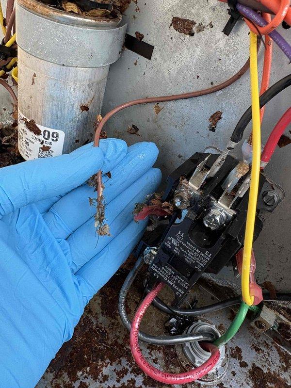 # Annual Cooling System Maintenance - 9-Year-Old Unit

Performed comprehensive annual cooling maintenance on a 9-year-old air conditioning system. Upon arrival, discovered significant accumulation of organic debris including leaves, wood chips, and decomposed plant material surrounding and covering the outdoor unit's electrical components. Removed extensive buildup from capacitor, contactor, and terminal connections to prevent potential electrical failures and fire hazards.

During inspection, identified active pest infestation with cockroaches and insect debris throughout the electrical compartment. Cleared dead insects, droppings, and contamination from contactor assembly, wiring connections, and interior panel surfaces. Cleaned all affected electrical components to restore proper operation and prevent future electrical shorts or component damage.

Inspected all wire connections including red, black, yellow, and ground wires for damage from debris accumulation and pest activity. Veri