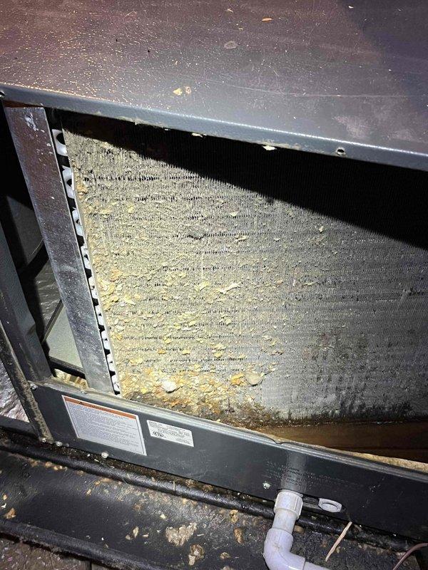 Completed annual cooling tune-up on 2011 Goodman AC system. Upon inspection, discovered severely clogged evaporator coil with heavy accumulation of dust and debris restricting airflow. Cleaned coil thoroughly, replaced air filter, verified refrigerant levels, tested system operation, and confirmed unit is functioning properly for the cooling season.