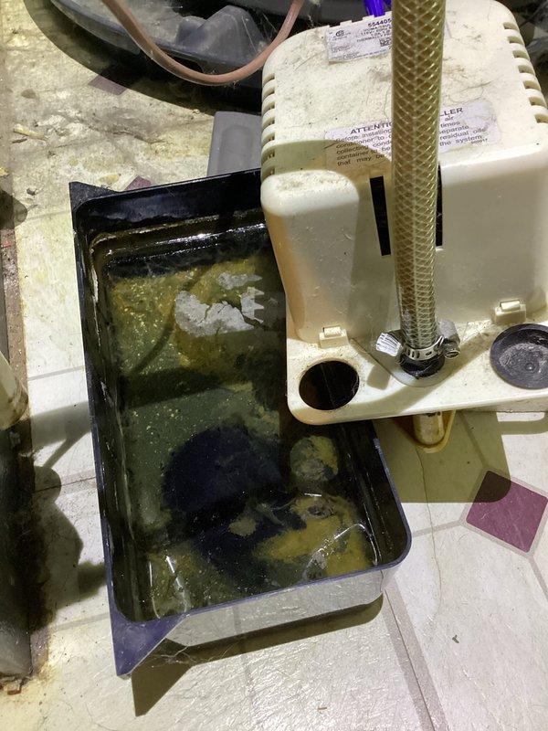 Completed annual AC tune-up on 13-year-old EnergiAir system with 2021 condenser motor. Inspected condensate drainage system and documented significant algae growth and sediment accumulation in both primary white drain pan and secondary black overflow pan. Photographed contaminated standing water with greenish-brown discoloration indicating biological buildup in drainage components. Evaluated condensate pump assembly and associated tubing for proper operation and drainage flow.