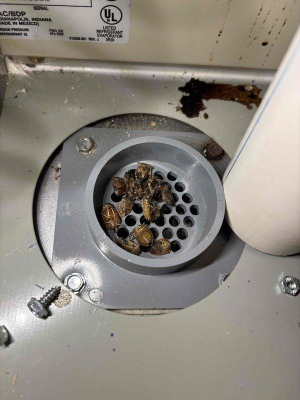 Responded to no heat call on 7-year-old Trane furnace that was attempting to start but shutting down before heating. Upon inspection, discovered significant debris accumulation in the drain assembly and throughout the unit's interior components, including brown granular material on internal panels and organic matter in the perforated drain pan. The excessive debris was causing drainage issues that prevented proper pressure switch operation, triggering safety lockout. Cleaned drain assembly, removed accumulated debris from interior surfaces, and verified proper drainage flow. Tested pressure switch operation and confirmed furnace cycled normally through complete heating sequence. Unit restored to proper operation with heat delivery confirmed.
