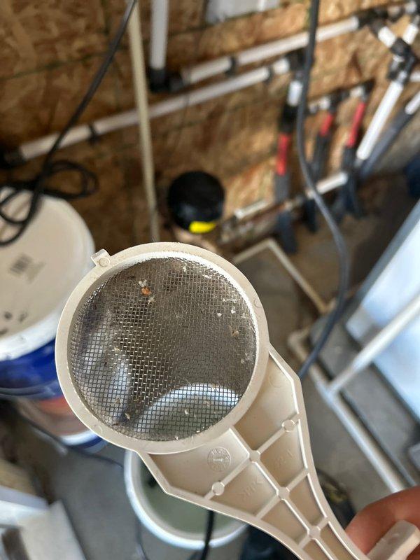 Performed comprehensive tune-up service on Navien tankless water heater unit. Removed front access panel to inspect internal components including heat exchanger, piping connections, and control board. Removed and cleaned inlet filter screen which showed significant debris accumulation and discoloration. Inspected all plumbing connections, drainage hoses, and wiring harnesses for proper operation. Verified digital control panel functionality and system settings. Unit returned to normal operating condition with improved water flow performance.