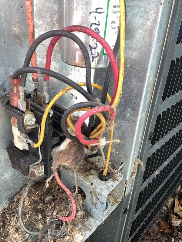 Completed annual cooling maintenance on four HVAC systems: two 2-year-old EnergiAir units under warranty through June 2028 and two 29-year-old Tempstar units. During inspection, discovered severe electrical damage on one outdoor unit including charred and fire-damaged conduit, corroded contactor with compromised wiring connections, and extensive rodent nesting material within the electrical compartment causing potential fire hazard and system failure risk. Documented all damage with photos, removed animal debris from electrical components, and notified property contact of critical safety concerns requiring immediate attention and repair before system can be safely operated.