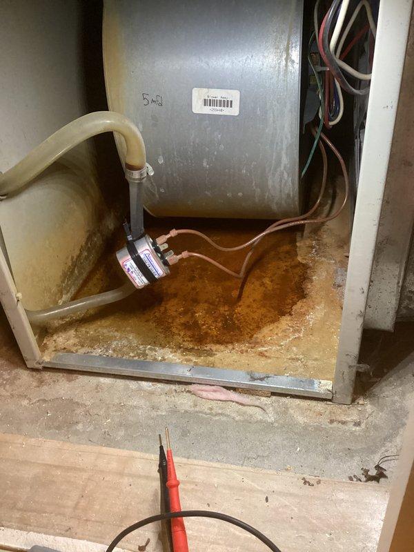 # AC Tune-Up Service Completed

Performed comprehensive Super Tune-up service on a 23-year-old Bryant air conditioning system. Conducted thorough inspection of all major components including blower motor assembly, electrical connections, and condensate drainage system. 

Inspected blower motor and housing, verifying proper mounting on platform and examining cooling vents for adequate airflow. Evaluated all electrical wiring connections throughout the unit, including blue, red, yellow, green, and white wire bundles, ensuring secure terminations and proper routing. Checked motor terminals and verified electrical integrity of all connections.

Examined ductwork connections and air handling components for proper sealing and attachment. Inspected refrigerant lines and tubing for signs of wear or damage.

Identified significant water accumulation and rust-colored staining at the base of the unit cabinet, indicating ongoing condensate drainage issues or potential leak. Assessed condensate dra