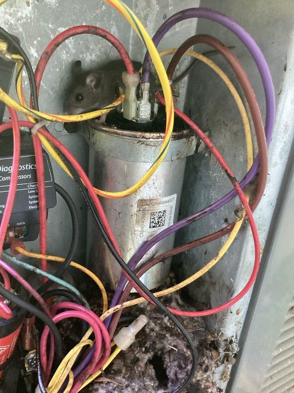# Cooling System Diagnostic and Repair

Responded to service call for air conditioning system blowing warm air and failing to maintain set temperature. Upon arrival, performed comprehensive system diagnostic to identify root cause of cooling failure.

Accessed indoor air handler unit and inspected electrical components, including capacitor, contactor, and associated wiring connections. Found significant dust and debris accumulation throughout the unit interior, which can impede proper system operation and heat transfer. Noted visible corrosion and oxidation on metal housing and mounting hardware, indicating age and environmental exposure of the equipment.

Conducted electrical testing of capacitor using multimeter to verify proper microfarad ratings and ensure component functionality. Inspected all wire connections at capacitor terminals and contactor for signs of looseness, overheating, or deterioration. Verified integrity of multi-colored control and power wiring throughout the syste
