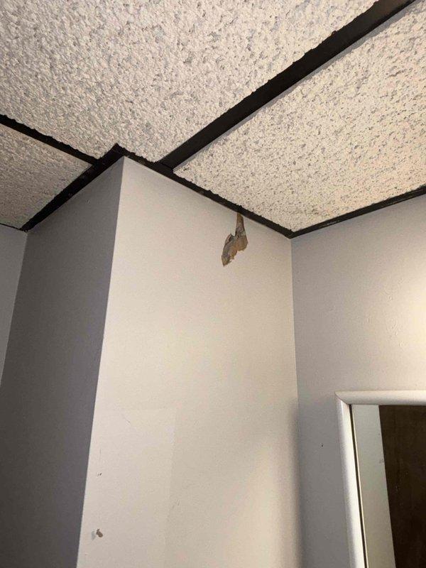Responded to plumbing leak in sixty-year-old residential property. Upon arrival, performed visual inspection of affected area where water intrusion was reported. Located leak source and accessed interior wall cavity to assess extent of damage. Documented water damage to ceiling tiles, wall-to-ceiling junction, and surrounding drywall material showing deterioration and separation. Photographed compromised building materials including peeling and damaged sections near drop ceiling framework. Identified plumbing issue requiring repair to prevent further water damage to interior finishes and structural components.