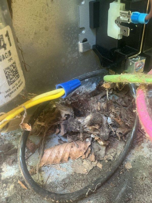 Completed annual cooling maintenance on 8-year-old Rheem system. Discovered and removed rodent nest with carcass from electrical junction box area near outdoor unit, which posed potential fire hazard and equipment damage risk. Cleaned evaporator coil which showed significant dirt and debris accumulation on one section, restoring proper airflow and heat transfer efficiency. System tested and operating within normal parameters following cleaning and debris removal.