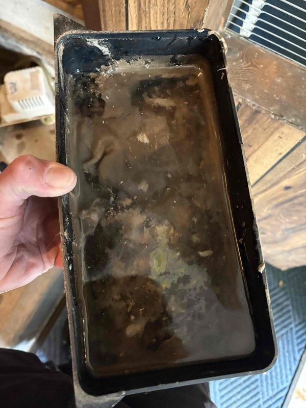 Completed annual cooling maintenance on 31-year-old York air conditioning system. Upon inspection, discovered heavily contaminated condensate drain pan filled with stagnant water, sediment, and organic debris. Pan showed significant deterioration with chipped coating and extensive wear around edges. Removed drain pan, thoroughly cleaned and flushed to restore proper drainage function, then reinstalled. Performed standard tune-up procedures including system inspection and operational testing to ensure proper cooling performance.