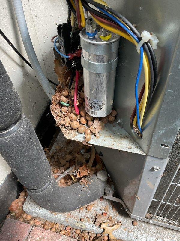 Responded to no-cooling complaint on 5-year-old Carrier heat pump system where indoor blower was operating but outdoor unit fan was not running. Upon inspection, discovered failed dual-run capacitor preventing outdoor fan motor operation. Also found significant accumulation of rodent droppings throughout outdoor unit base and around capacitor mounting area, indicating pest intrusion. Replaced defective capacitor with proper OEM replacement, ensuring correct microfarad ratings for both compressor and fan motor circuits. Verified all wire connections at capacitor terminals and control board were secure. Cleaned debris from unit base and surrounding components. Tested system operation and confirmed outdoor fan motor and compressor now running properly with correct amperage draws. Verified proper airflow through outdoor coil and normal system pressures. System restored to full heating operation.