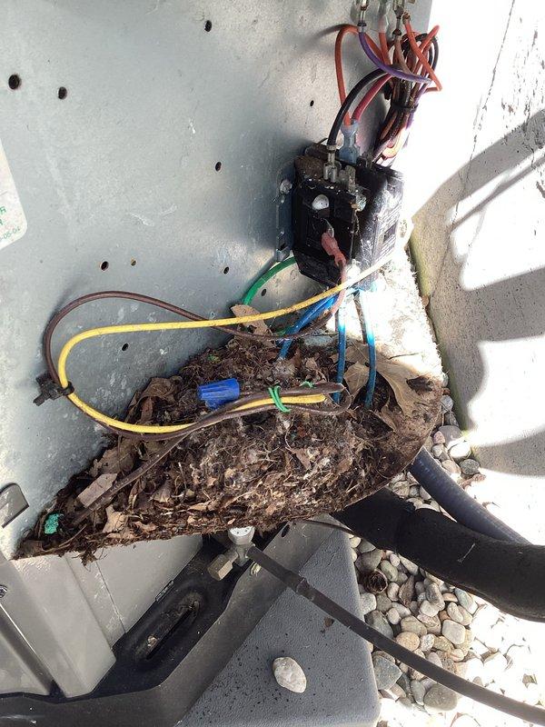 Responded to cooling complaint where 9-year-old air conditioning system ran continuously for 12 hours but only reduced indoor temperature from 84°F to 81°F with inadequate cold air output. Upon inspection, discovered significant accumulation of organic debris including leaves, twigs, and dirt inside outdoor unit compartment, restricting airflow and compromising system efficiency. Identified deteriorated electrical wiring with visible corrosion and heat damage on exposed copper conductors, presenting both a safety hazard and operational failure point. Cleaned debris from unit enclosure, replaced damaged wiring with proper connections, and restored electrical integrity to contactor assembly. Verified system operation and proper cooling performance upon completion.