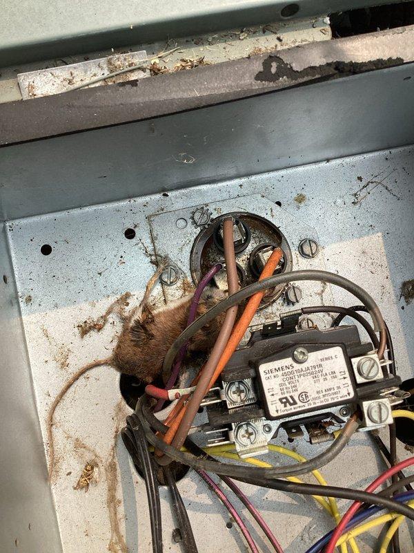 # Residential AC System Repair - Rodent Intrusion and Contactor Failure

Responded to service call for 16-year-old Rheem air conditioning system with reported issue of AC compressor running but blower fan not operating, resulting in inadequate cooling. Upon arrival, performed system diagnostics and visual inspection of outdoor condensing unit and electrical components.

Opened electrical control panel and discovered deceased rodent inside junction box that had caused electrical failure. Rodent intrusion had compromised the contactor assembly and associated wiring connections. Removed deceased animal and sanitized affected areas of control panel. Inspected all wire connections to Siemens contactor for damage, corrosion, and proper termination.

Noted significant environmental debris accumulation throughout unit including cobwebs, dirt, leaves, and organic matter on compressor housing and internal components. Observed rust and corrosion on control panel mounting surfaces and hardware ind
