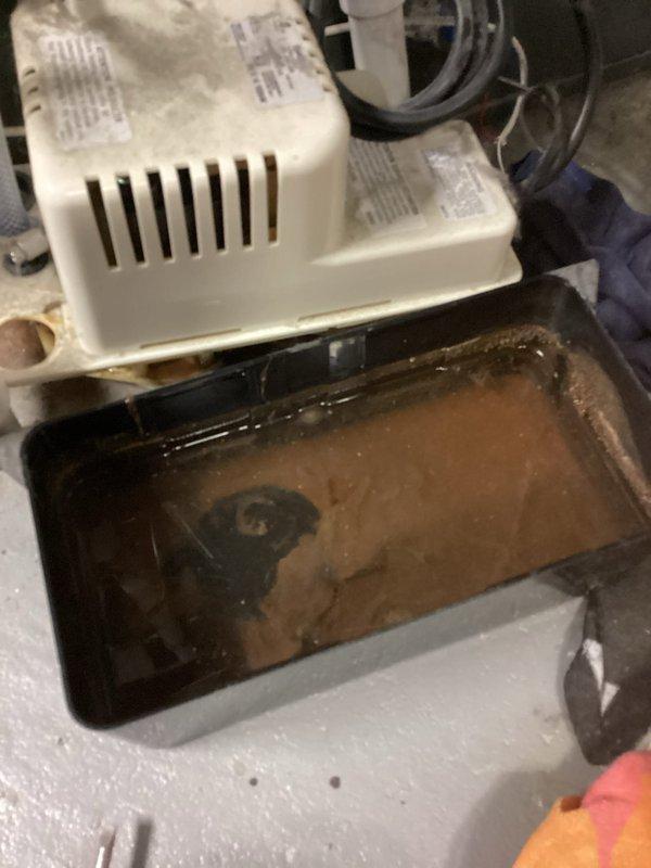 Completed annual cooling maintenance on 26-year-old Bryant AC system. Performed comprehensive tune-up inspection, checked refrigerant levels, cleaned condensate drain system, and verified proper operation of condensate pump and drainage components. System operating within normal parameters; documented equipment condition with photos showing condensate collection pan with standing water and minor discoloration consistent with age of unit.