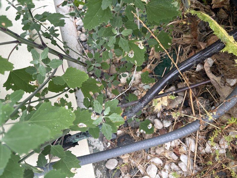 # NC-No Cool Service

Responded to service call for AC unit tripping breaker at furnace when turned on. Upon inspection, found heavily soiled blower assembly with significant dust and debris accumulation on blower motor and housing. Discovered compromised wiring with frayed and stripped conductors at terminal connections, creating potential short circuit condition. Identified exterior line set with corrugated conduit running through foundation area showing signs of environmental exposure. The breaker tripping was attributed to electrical fault caused by deteriorated wiring and excessive dirt buildup on motor components creating increased amp draw and potential ground fault.