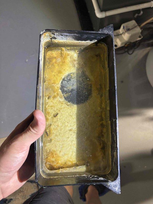 Completed annual AC tune-up and cooling system inspection on a 7-year-old Bryant unit. Removed and cleaned heavily soiled condensate drain pan which contained significant biological growth and debris accumulation. Inspected electrical junction box and drain assembly components, documenting condition with photos for maintenance records.