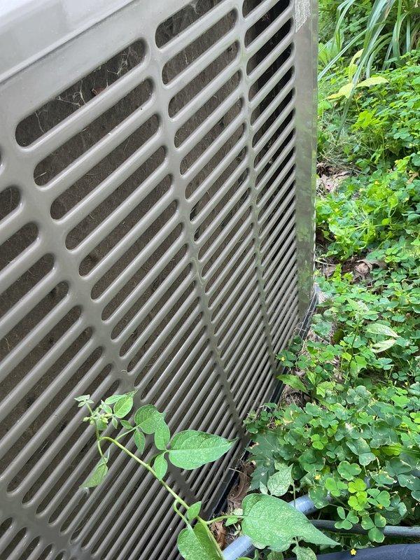 # CP-Cooling Problem Resolution

Responded to service call for 10-year-old York air conditioning system with no cold air coming from interior vents. Upon arrival, performed visual inspection of outdoor condensing unit. Found unit surrounded by excessive vegetation growth, with plants and vines growing against and through ventilation grille openings, significantly restricting airflow to condenser coil.

Removed access panel to inspect internal components. Observed accumulated dirt, debris, and organic matter on internal surfaces and components. Checked electrical connections at capacitor and compressor. Inspected refrigerant lines and condenser coil condition. Coil appeared darkened with debris accumulation, further reducing heat transfer efficiency.

Cleared vegetation from around unit perimeter to restore proper airflow clearance. Cleaned condenser coil and removed debris from internal compartment. Verified all electrical connections were secure. Cycled system to confirm proper operat