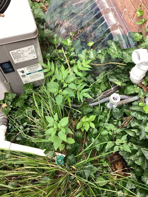 Completed annual cooling maintenance on 20-year-old Rheem system with 2023 condenser model. Performed comprehensive tune-up including indoor air handler inspection in basement utility area and outdoor condenser unit evaluation. Noted significant vegetation overgrowth around outdoor unit restricting airflow and potential for reduced efficiency; condenser accessible but surrounded by ivy, tall grasses, and saplings requiring clearance for proper operation. Inspected condensate drainage system with white PVC piping and verified proper flow. Checked electrical connections at indoor unit with turquoise cabinet panel and verified system operation. Applied lubricant to moving components as needed during maintenance procedure. System currently operational following tune-up protocol.