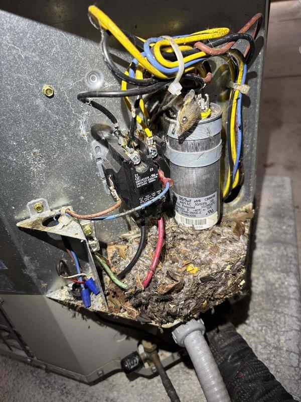 # AC Annual Cooling Maintenance - Payne System (2017)

Performed comprehensive annual cooling maintenance on a 5-year-old Payne air conditioning system. Upon inspection, discovered significant contamination within the electrical compartment, including accumulated debris, dirt, and organic nesting material throughout the base and surrounding components.

## Work Performed:

**Electrical Compartment Inspection & Cleaning:**
- Accessed electrical compartment and documented extensive debris buildup around capacitor, contactor, and wiring connections
- Identified contamination consistent with rodent activity affecting multiple electrical components
- Cleaned debris from compartment base, component mounting surfaces, and surrounding metal housing
- Verified integrity of all wire connections including yellow, blue, white, black, brown, red, and green conductors
- Inspected wire nut connections for security and proper termination

**Component Testing & Evaluation:**
- Tested dual run capacitor