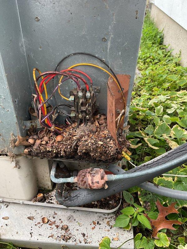 Completed annual cooling maintenance on 30-year-old air conditioning system with customer reporting inadequate cooling to upstairs areas. Upon inspection, discovered outdoor disconnect box in severely deteriorated condition with extensive corrosion on contactor assembly and terminal connections. Electrical components showed heavy rust and oxidation throughout. Found significant accumulation of organic debris, decomposed leaves, dirt, and biological material within disconnect enclosure that posed safety and operational concerns. Cleaned and serviced condensate drain pan, which exhibited dirt and grime buildup from extended use. Addressed electrical safety issues related to corroded connections and contaminated enclosure. System evaluated for cooling performance deficiencies affecting upper level distribution.