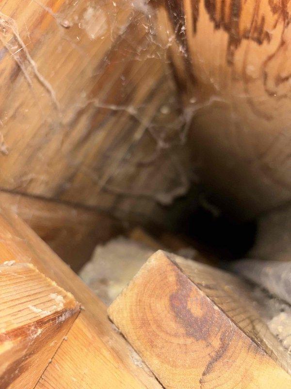 Responded to water leak in laundry room wall of forty-year-old home where leak had been ongoing for ten days. Investigated wall cavity and identified extensive water damage to wooden framing members and floor joists, with significant dark brown staining indicating prolonged moisture intrusion. Documented water-damaged structural components including metal flashing and dimensional lumber showing mineral deposits and discoloration patterns consistent with active water penetration. Photographed affected areas for documentation purposes.