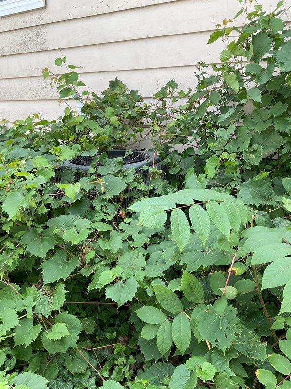 Completed annual cooling maintenance on 22-year-old Amana system. Upon arrival, found outdoor condensing unit heavily overgrown with dense vegetation including vines and climbing plants completely obscuring access to equipment. Cleared vegetation from around unit to restore proper airflow and access for inspection. Performed standard tune-up procedures including cleaning condenser coils, checking refrigerant levels, testing electrical components, and verifying system operation. Recommended ongoing vegetation management to prevent future airflow restriction and maintain equipment accessibility for service.