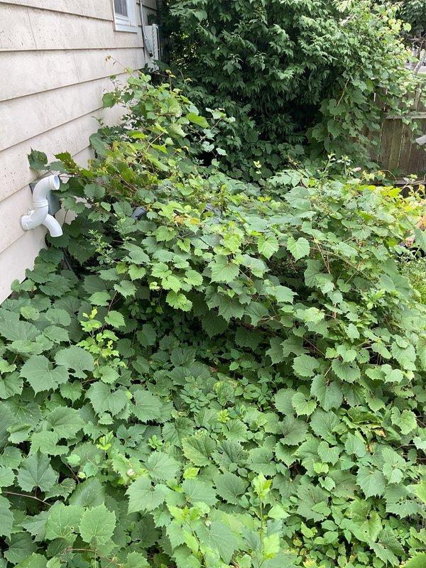Completed annual cooling maintenance on 22-year-old Amana system. Upon arrival, found outdoor condensing unit heavily overgrown with dense vegetation including vines and climbing plants completely obscuring access to equipment. Cleared vegetation from around unit to restore proper airflow and access for inspection. Performed standard tune-up procedures including cleaning condenser coils, checking refrigerant levels, testing electrical components, and verifying system operation. Recommended ongoing vegetation management to prevent future airflow restriction and maintain equipment accessibility for service.
