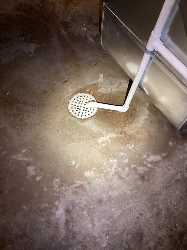 # Floor Drain Service - Basement Utility Area

Responded to service call for floor drain maintenance in basement utility area. Upon arrival, observed white PVC floor drain with perforated cover showing signs of moisture accumulation and water staining on surrounding concrete floor. The drain is located near HVAC equipment with vertical PVC piping connection.

Inspected floor drain assembly and surrounding area, noting significant water discoloration patterns on concrete surface indicating previous drainage activity or potential backup issues. The circular perforated drain cover was accessible and connected to white PVC drainage piping entering at an angle from the side.

Documented existing conditions with photographs showing the drain location, piping configuration, and floor staining patterns for service records. The concrete floor exhibited mottled appearance with darker stains and lighter patches throughout, suggesting historical moisture exposure consistent with drainage system us