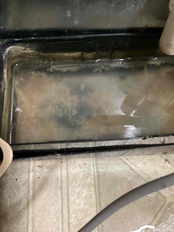 Completed annual cooling maintenance on 2015 air conditioning system. Inspected evaporator coil assembly and discovered significant standing water and debris accumulation in condensate drain pan with visible staining and biological growth. Documented dirty drain pan condition with heavy sediment buildup indicating potential drainage restriction. Cleaned drain pan, cleared condensate line obstruction, verified proper drainage flow, and treated drain system with algaecide tablets to prevent future blockages. Performed standard tune-up procedures including filter inspection, electrical connections check, refrigerant pressure verification, and overall system operational testing. Unit running within normal parameters upon completion.