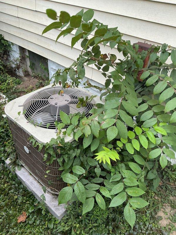 Completed annual cooling maintenance on residential AC system. Found outdoor condenser unit heavily overgrown with vines and vegetation restricting airflow through protective grille and fan assembly. Cleared all plant growth from unit exterior and surrounding area to restore proper ventilation and prevent future efficiency loss. Indoor air handler inspection revealed evaporator coil and blower assembly covered in significant dust and debris accumulation. Cleaned coil surfaces and surrounding components to restore heat transfer efficiency and system performance. Verified electrical connections and tested system operation following cleaning procedures.