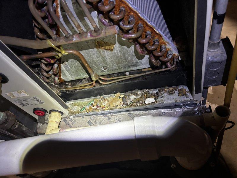 Completed annual cooling maintenance on 31-year-old Carrier system. Performed comprehensive inspection revealing significant coil corrosion and oxidation on evaporator coils, with brown-orange rust buildup affecting heat transfer efficiency. Cleaned accumulated debris, dirt, and sediment from drain pan, which contained standing water and yellowish-brown buildup. Inspected condensate drainage system and mechanical components within confined space, noting fibrous debris accumulation around mechanical infrastructure. Documented system condition with photographs showing advanced age-related wear on metal components and heat exchanger fins. System operational upon completion of tune-up service.