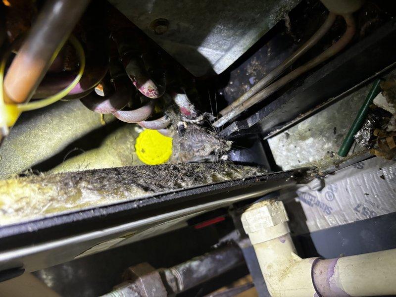 Completed annual cooling maintenance on 31-year-old Carrier system. Performed comprehensive inspection revealing significant coil corrosion and oxidation on evaporator coils, with brown-orange rust buildup affecting heat transfer efficiency. Cleaned accumulated debris, dirt, and sediment from drain pan, which contained standing water and yellowish-brown buildup. Inspected condensate drainage system and mechanical components within confined space, noting fibrous debris accumulation around mechanical infrastructure. Documented system condition with photographs showing advanced age-related wear on metal components and heat exchanger fins. System operational upon completion of tune-up service.