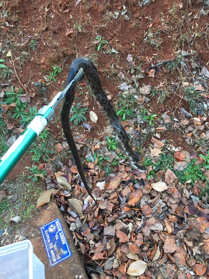 Pest Control Salem SC Termite, Cockroaches, Ants, Mice, Bed Bugs