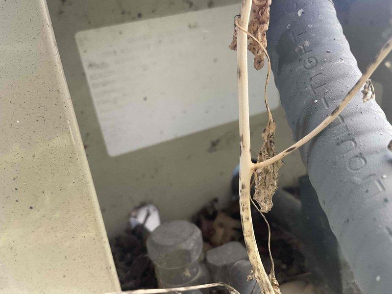 Provided estimate for complete furnace and air conditioning system replacement in basement mechanical room. Existing equipment is aged and operational but requires replacement. Assessed current HVAC installation including ductwork configuration, equipment accessibility, and mechanical room layout for proper sizing and installation planning of new heating and cooling systems.