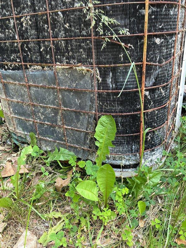 Responded to service call for 10-15 year old outdoor AC unit not blowing cold air. Upon arrival, found cylindrical condenser unit in severely deteriorated condition with extensive rust on protective cage, heavy dirt and grime accumulation, and dense vegetation growth obstructing airflow around base and sides. Cleared overgrown weeds, grass, and ferns from around unit perimeter to restore proper ventilation clearance. Cleaned exterior surfaces of condenser to remove accumulated debris, dirt, and biological growth that was restricting airflow and heat transfer efficiency. Assessed protective wire cage showing significant corrosion and oxidation throughout. Unit operational following cleaning and vegetation removal, with improved airflow restored to condenser.