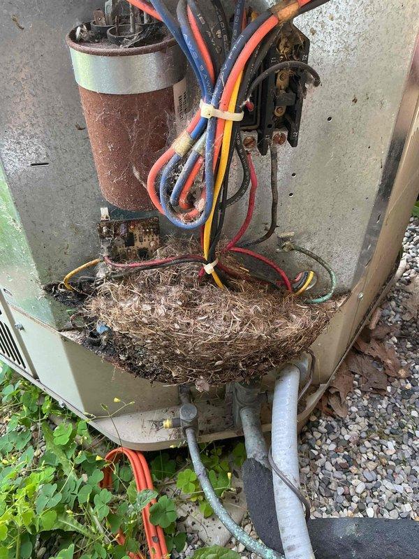 Completed annual cooling maintenance on outdoor condensing unit. Upon inspection, discovered a large bird's nest built within the equipment housing around wiring and components. Removed nest material from unit to prevent potential electrical hazards, airflow restrictions, and equipment damage. Performed standard ACM protocol including inspection of condenser coils, fan assembly, electrical connections, capacitor, and condensate drainage system. All components found in operational condition following nest removal and cleaning. Unit tested and operating within normal parameters.