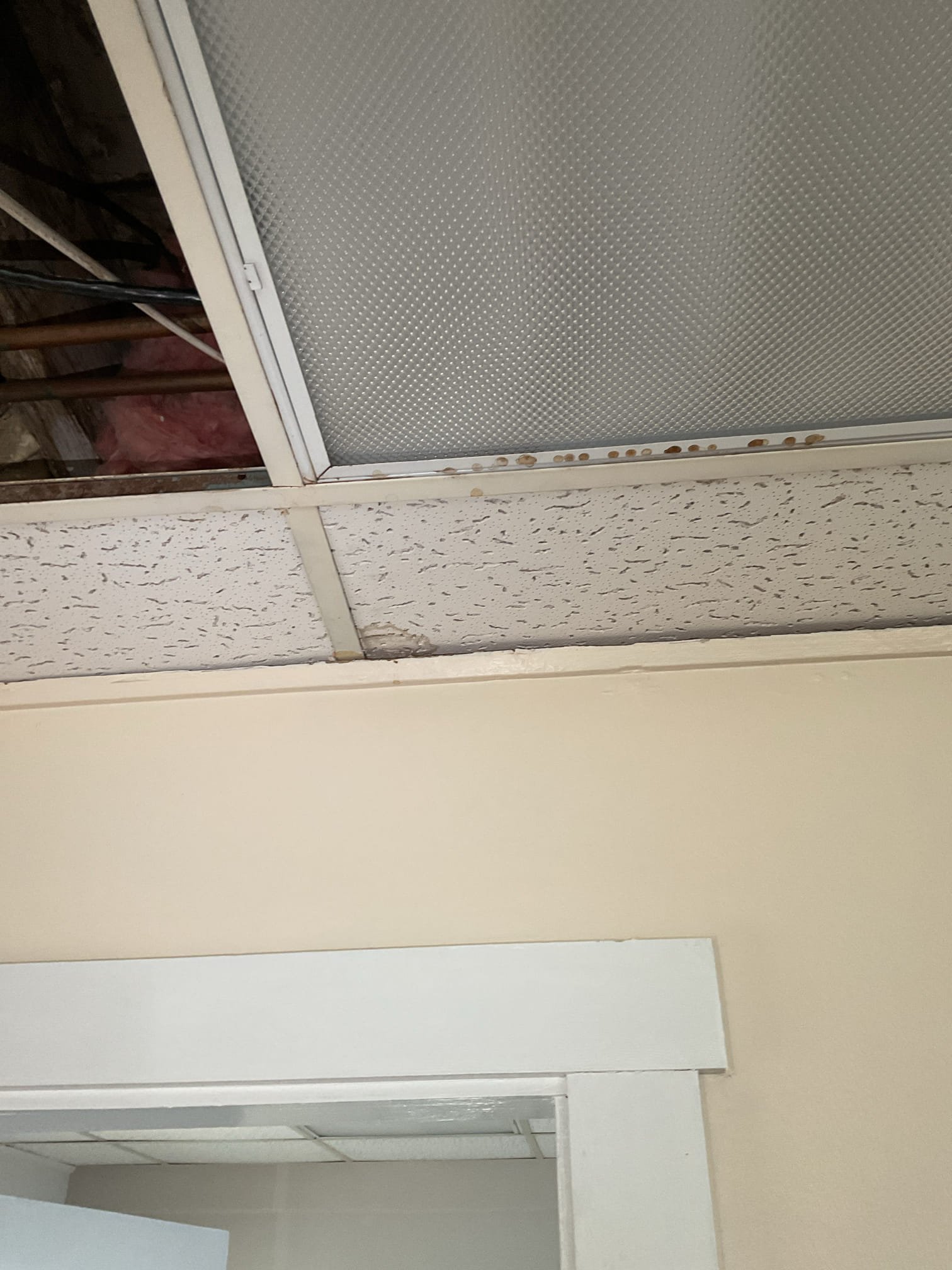 Arrived to inspect a possible plumbing leak in the main eye care area. Upon inspection, no active plumbing leaks were found in the ceiling. Flushed the toilet and ran the sink in the apartment directly above, with no leaks observed. Above the stained ceiling tile, there is a 3/4” copper 90 fitting that is very corroded that appears to be part of the baseboard heating system in the bathroom. It is likely that the fitting drips when the heat is turned on, though the heating system is currently off. The office will contact the customer to schedule a visit from a heating technician to inspect the baseboard loop.