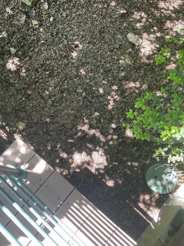 Completed follow-up service to address exposed landscape lighting wiring that remained unburied after previous repair work. Properly buried all low-voltage wiring runs throughout the landscaped areas adjacent to the concrete patio and mulched beds, ensuring code compliance and protection from environmental damage. Inspected and verified all wire connections and splices that were previously accessed during the tree lighting repair, confirming secure terminations and proper waterproofing. Tested system operation to ensure transformer functionality and proper voltage delivery to all fixtures, including the elevated tree lights approximately 20 feet above ground level. All landscape lighting wiring now properly concealed and protected per industry standards.