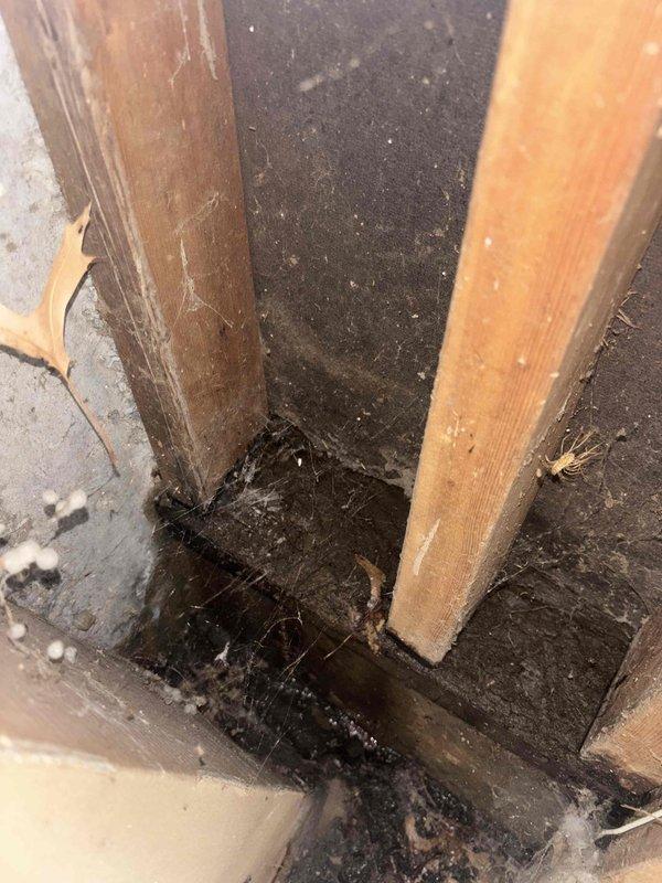Responded to service call for basement drain backup. Upon inspection, found floor drain completely clogged with compacted organic debris (leaves, dirt). Discovered water damage and possible mold growth on adjacent wooden wall studs, indicating chronic moisture issues. Successfully cleared drain obstruction, restoring proper drainage function.
