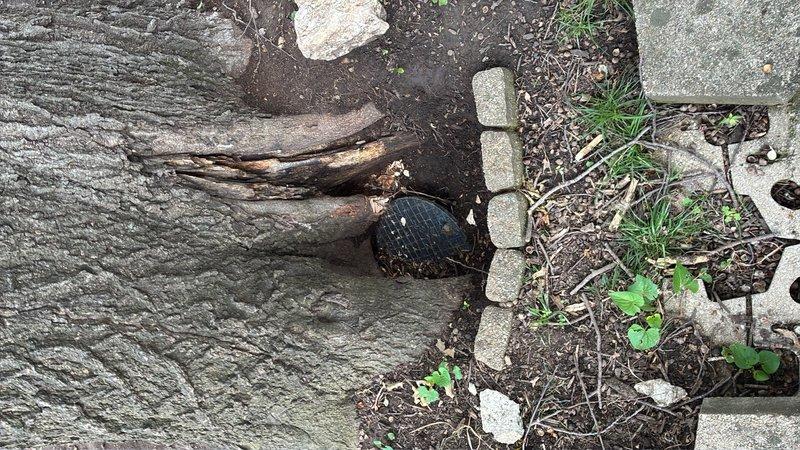 Completed site assessment for water meter relocation project. The existing meter is located in the outdoor landscaped area near a large tree with exposed root system and adjacent to concrete walkway with utility access points. Documented current meter positioning relative to tree roots, concrete pavers, sidewalk sections, and existing underground utility infrastructure to determine optimal relocation path and new meter placement that will provide adequate accessibility while avoiding conflicts with tree root systems and established hardscape features.