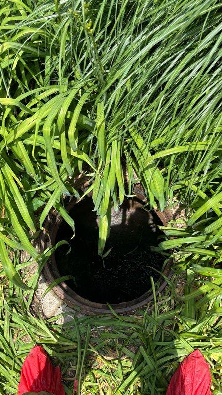 Completed scheduled annual maintenance cleanout of main drain line. Accessed cleanout port, which was located beneath ornamental grass landscaping. Removed vegetation covering to expose the main drain access point and performed thorough cable augering of the line to clear accumulated debris and prevent future blockages. Cleanout opening and surrounding area were cleared of root intrusion and organic matter. System tested and confirmed flowing properly upon completion. Access point secured and landscaping restored to original condition.