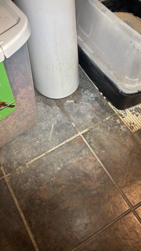 Responded to service call for main drain cleanout issue with access point located in garage area. Upon arrival, performed initial assessment and documented existing conditions showing water staining on floor surfaces near plumbing fixtures. Located main cleanout access point, a white vertical pipe situated among storage items in the utility space. Trip charge service completed as authorized. Customer advised that additional authorization required before proceeding with drain cleaning or repair work. Recommended follow-up service to address main line obstruction once approval obtained.