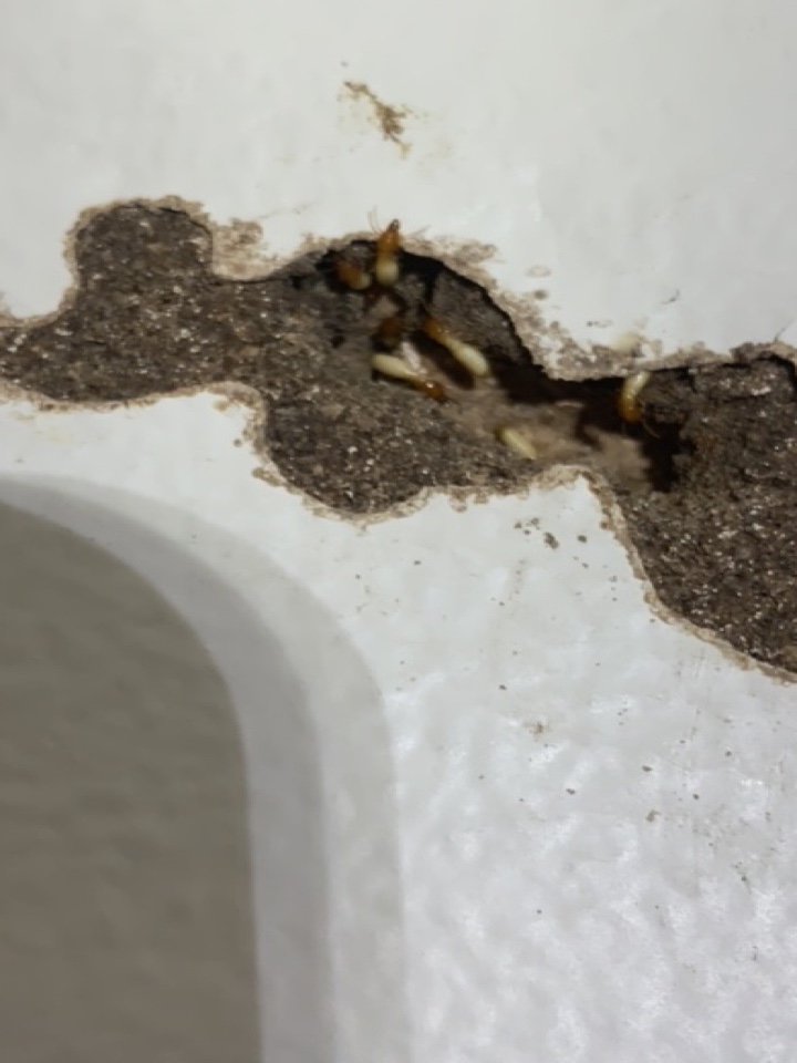 Formosa Subterranean Termite Treatment in Jupiter