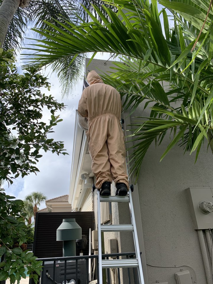 Bee removal Jupiter Florida