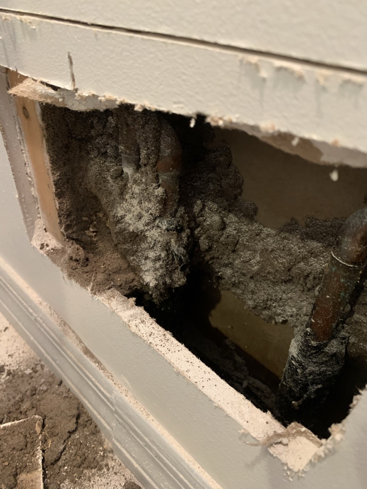 Termites Hobe sound 