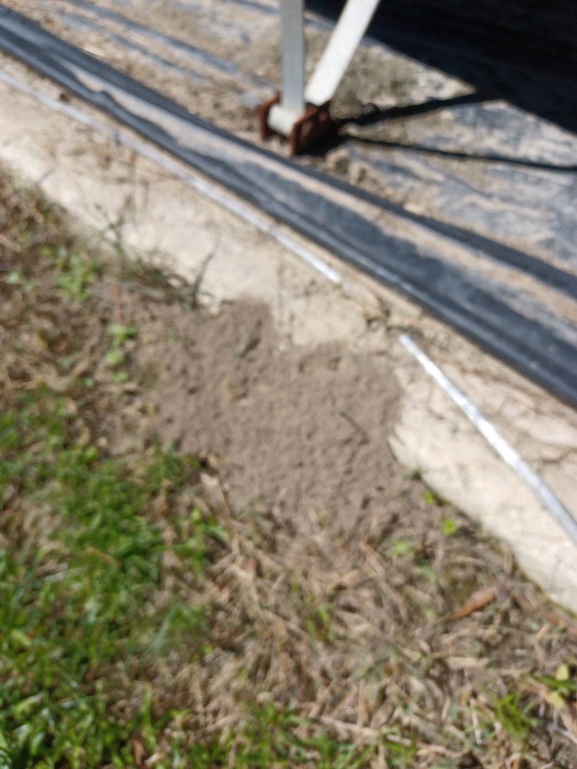Fire ants in Orangefield