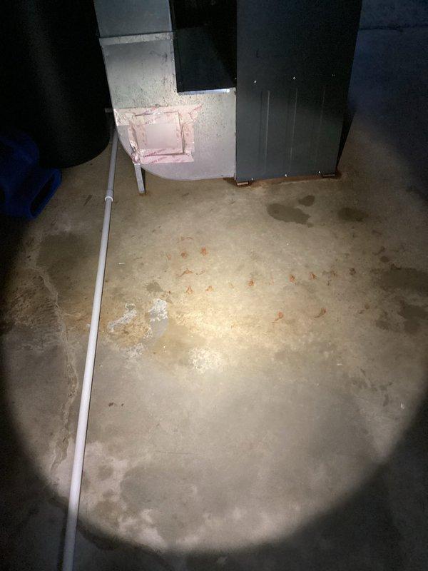 Responded to emergency water leak in basement following recent icemaker line rerouting to sink. Upon arrival, found active water flow with standing water present on basement floor and water damage visible on structural wooden beams above, indicated by reddish-brown staining. Shut off water supply to stop flooding. Inspected previously rerouted icemaker water line connection at sink and traced leak source through basement ceiling. Identified failed connection point causing water to discharge into basement cavity and onto concrete floor. Repaired compromised water line connection, pressure tested system to verify integrity of repair, and confirmed no additional leaks present. Advised on water damage assessment and recommended monitoring affected structural areas for further evaluation.