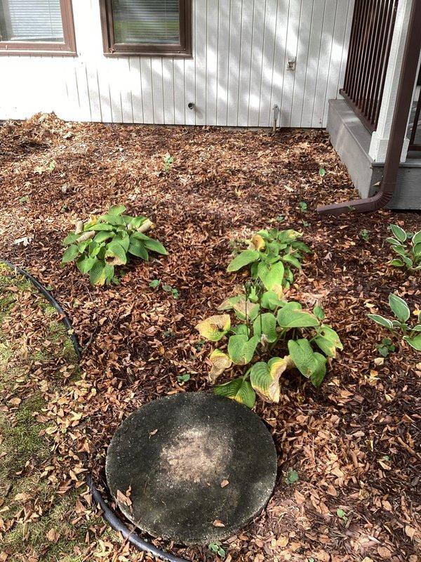 Responded to main drain backup at residential property on septic system. Located septic tank access point in landscaped area and performed main line cleanout through accessible cleanout point. System restored to proper function with no chemical interference present.
